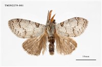 藏品(波麗毒蛾)的圖片